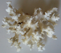 Coral 195